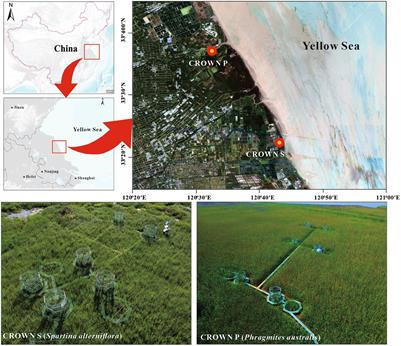 Differential effects of warming on the complexity and stability of the microbial network in Phragmites australis and Spartina alterniflora wetlands in Yancheng, Jiangsu Province, China